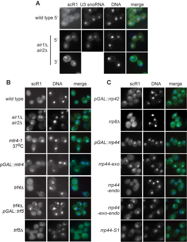 Figure 6.