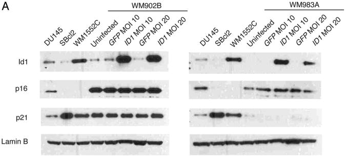 Figure 4A