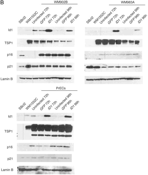 Figure 4B