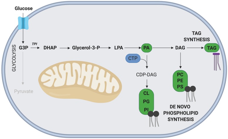 FIGURE 4