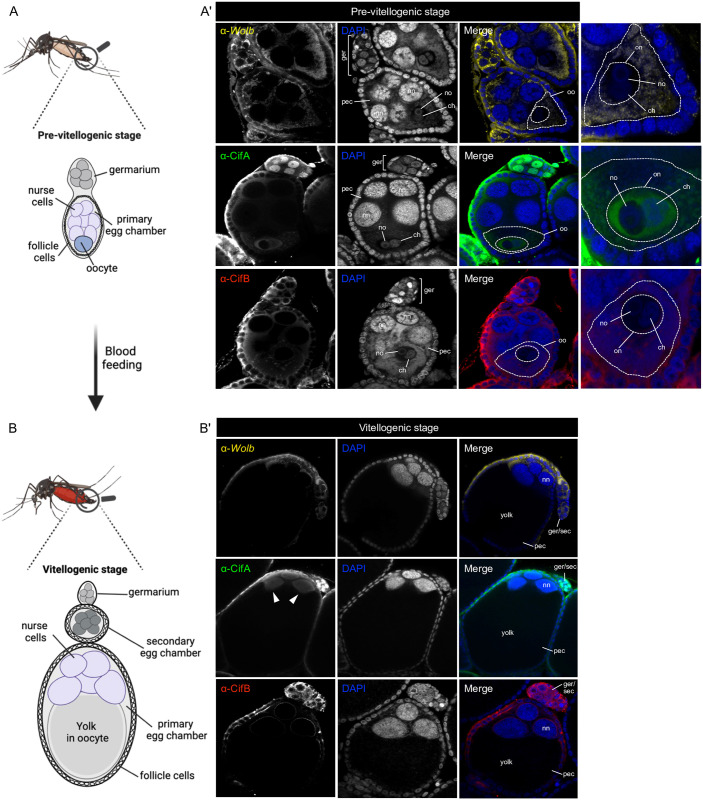 Fig 6