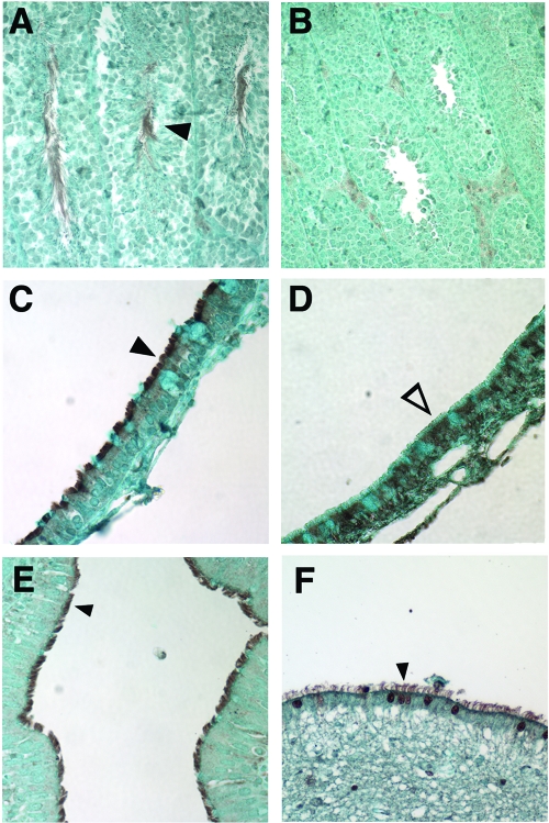 FIG. 7.