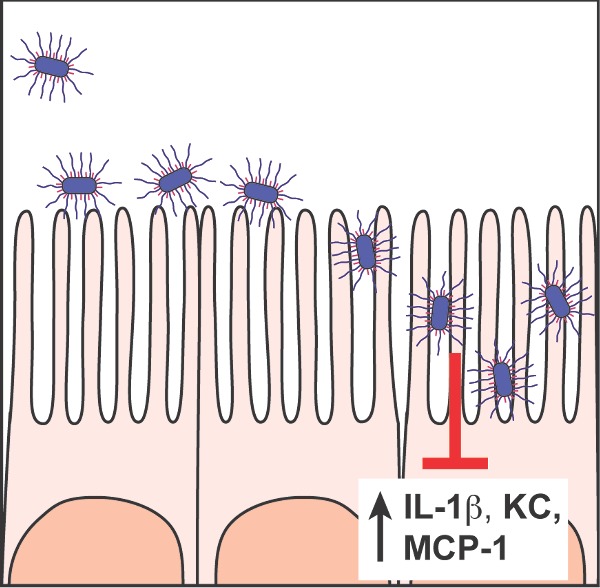 Graphical Abstract Figure.