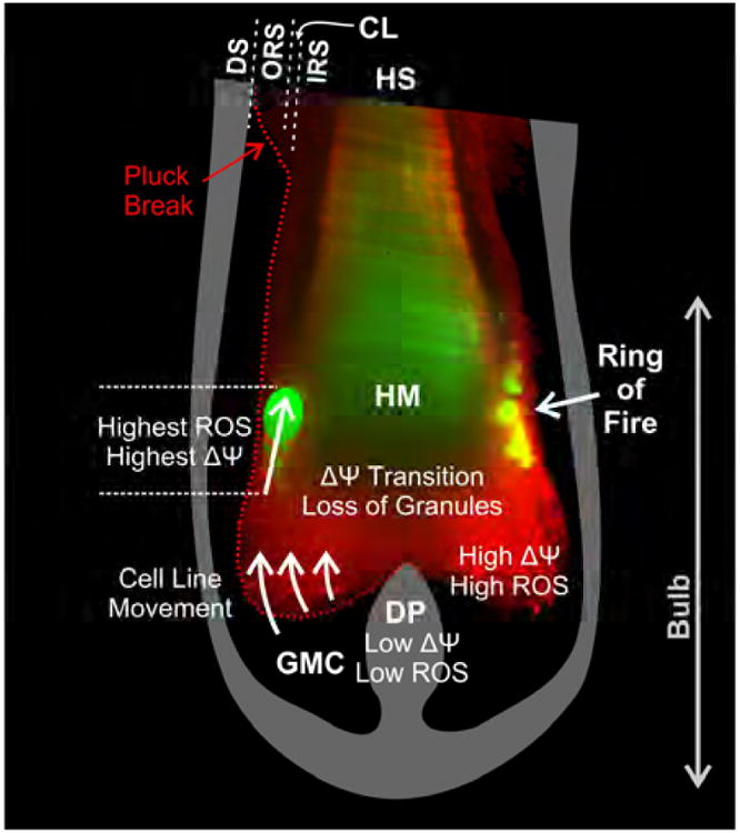 Fig. 6