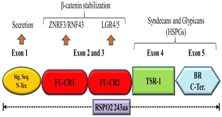 Fig. 1