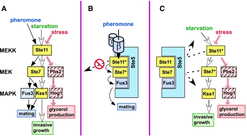 FIG. 1.