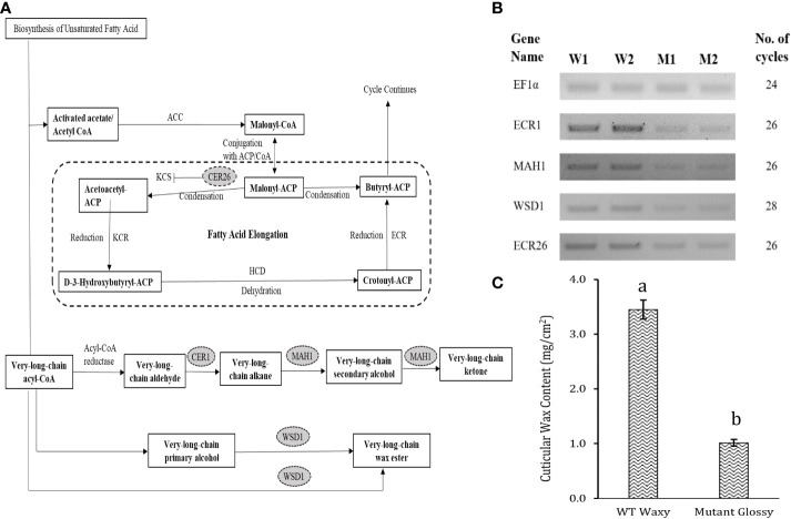 Figure 3