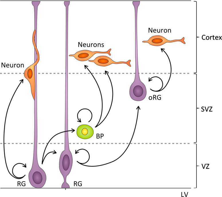 Fig. 2