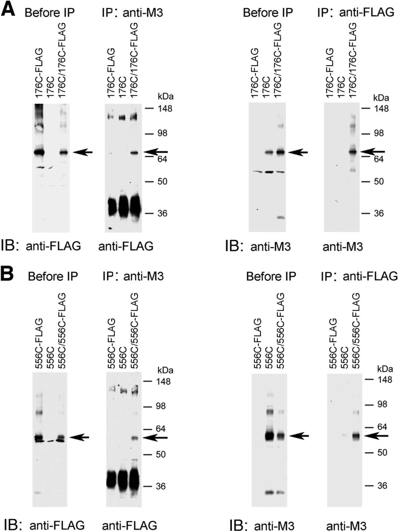 FIGURE 4.