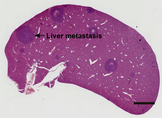 Figure 7