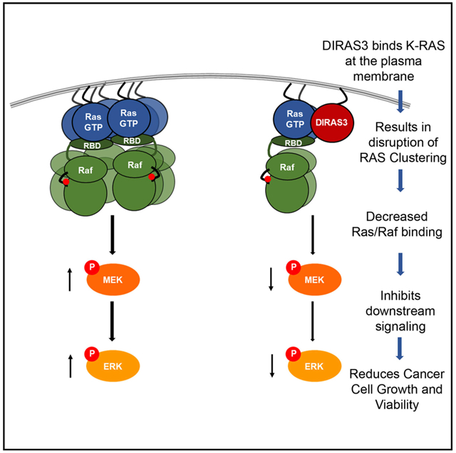 graphic file with name nihms-1546257-f0001.jpg