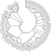 Fig 7
