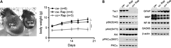 Figure 5.