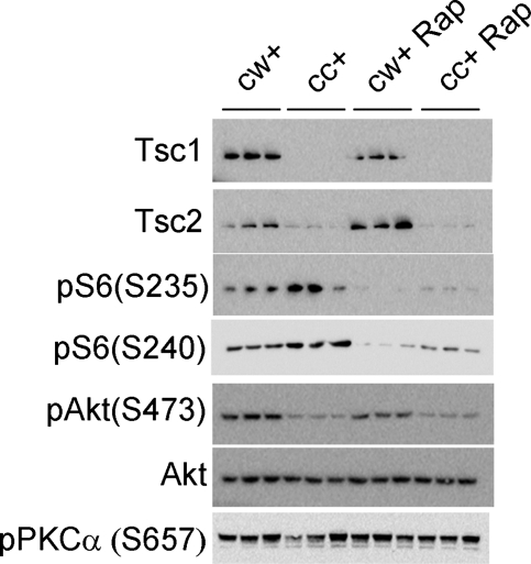 Figure 3.