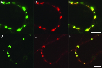 FIG. 1.