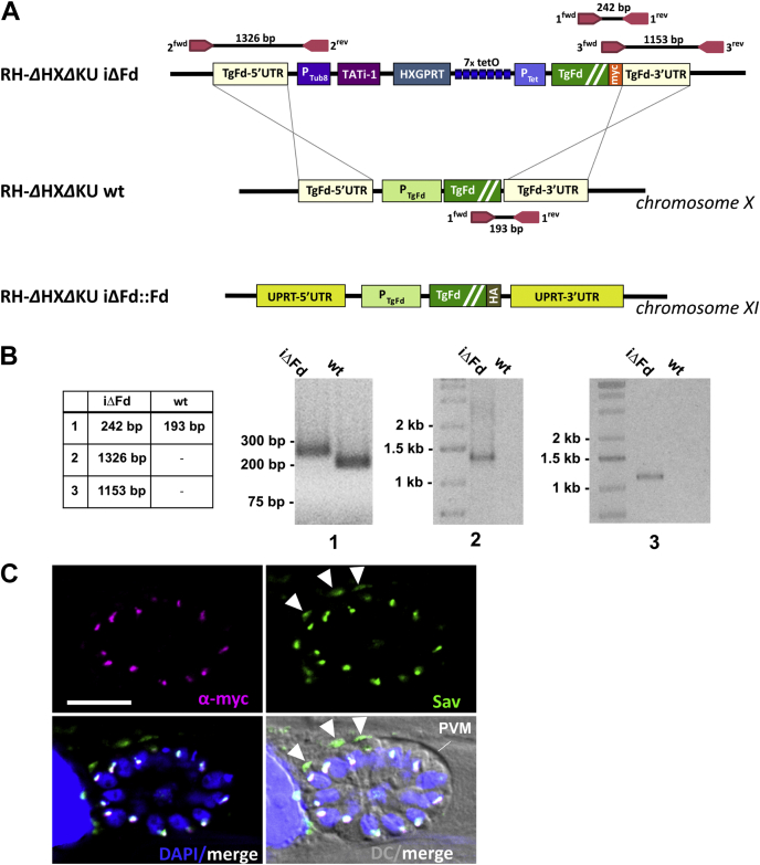 Figure 2