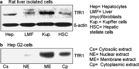 Fig. 10