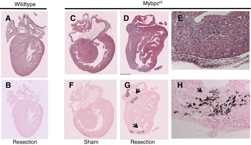 Fig. S4.