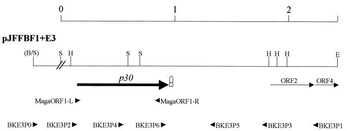 FIG. 1