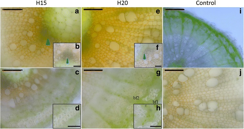 Fig. 8