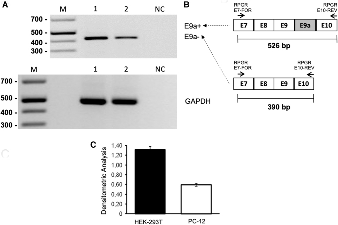 FIG. 1.