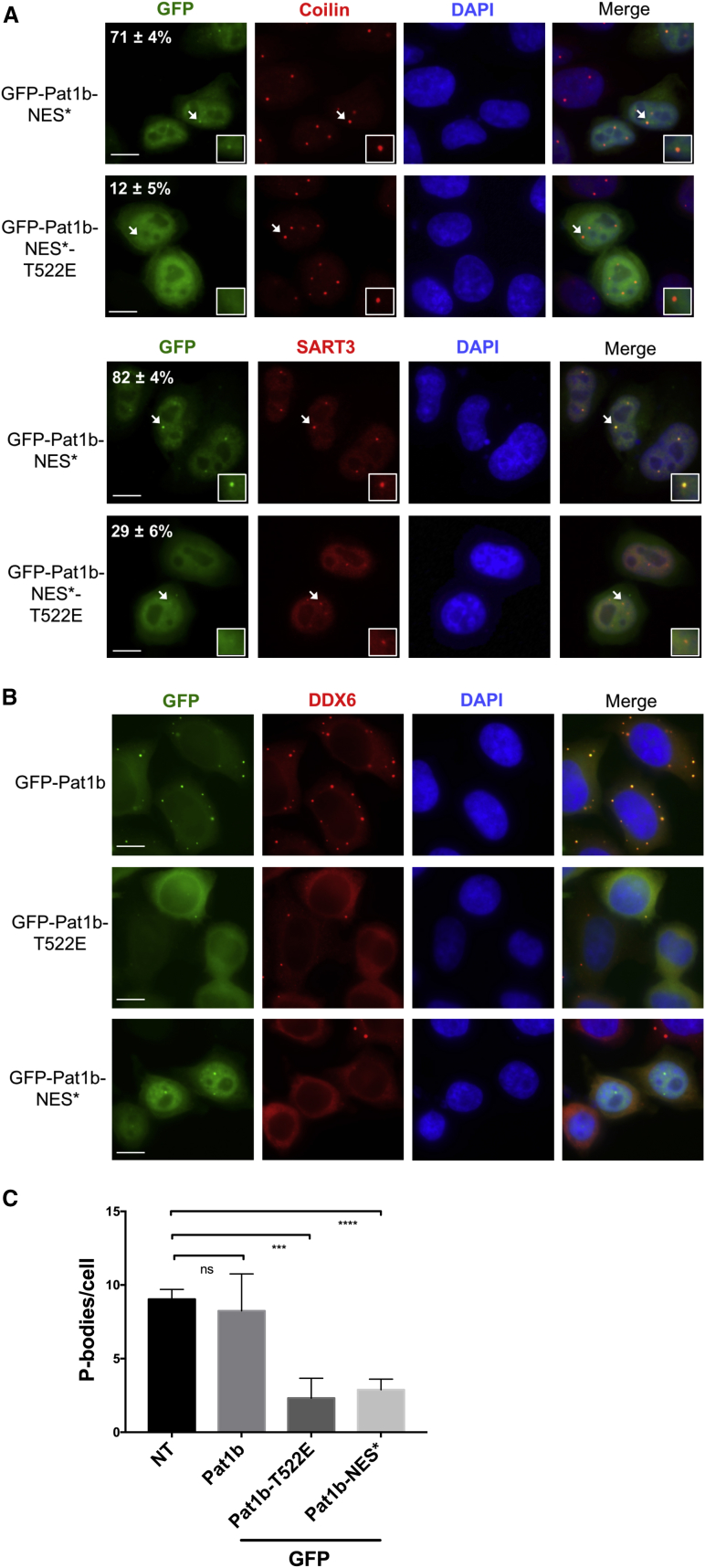 Figure 4