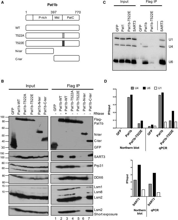 Figure 2