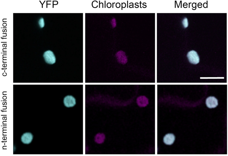 FIGURE 4