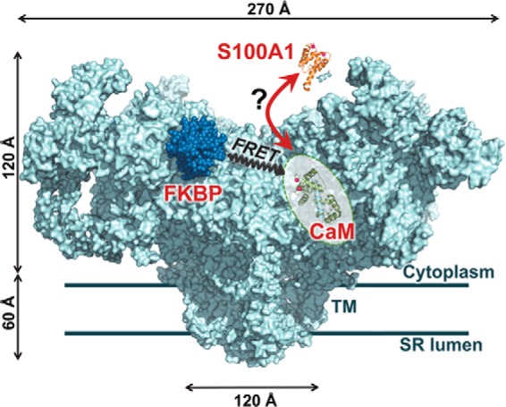 FIGURE 1.