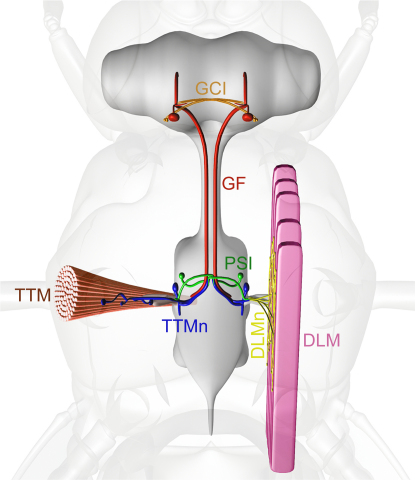 Figure 1