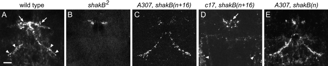 Figure 2