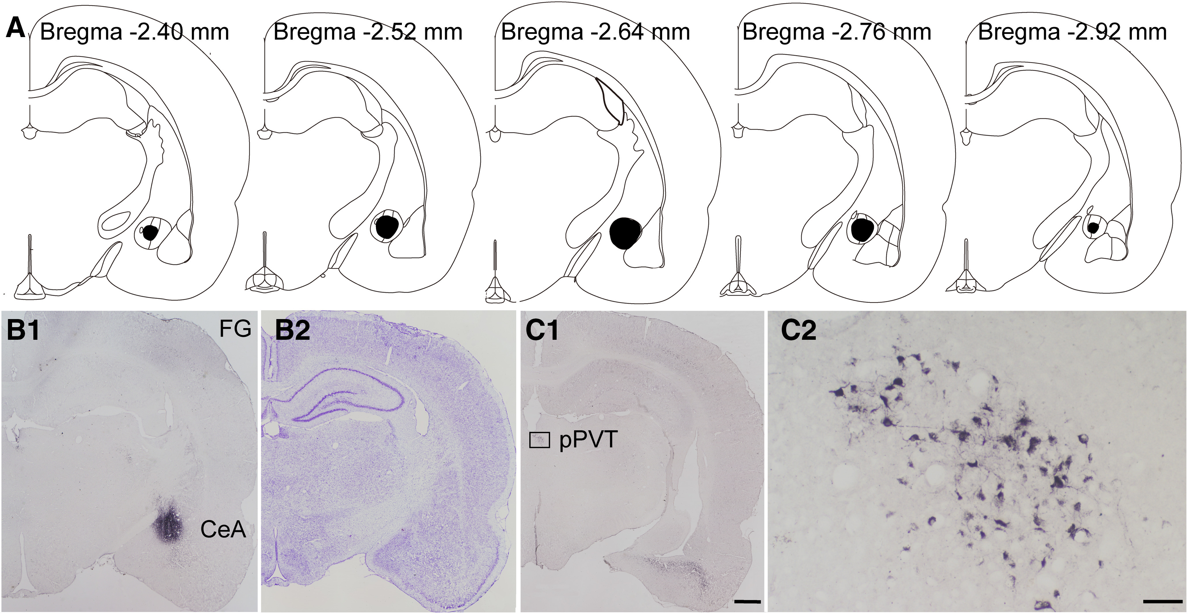 Figure 3.