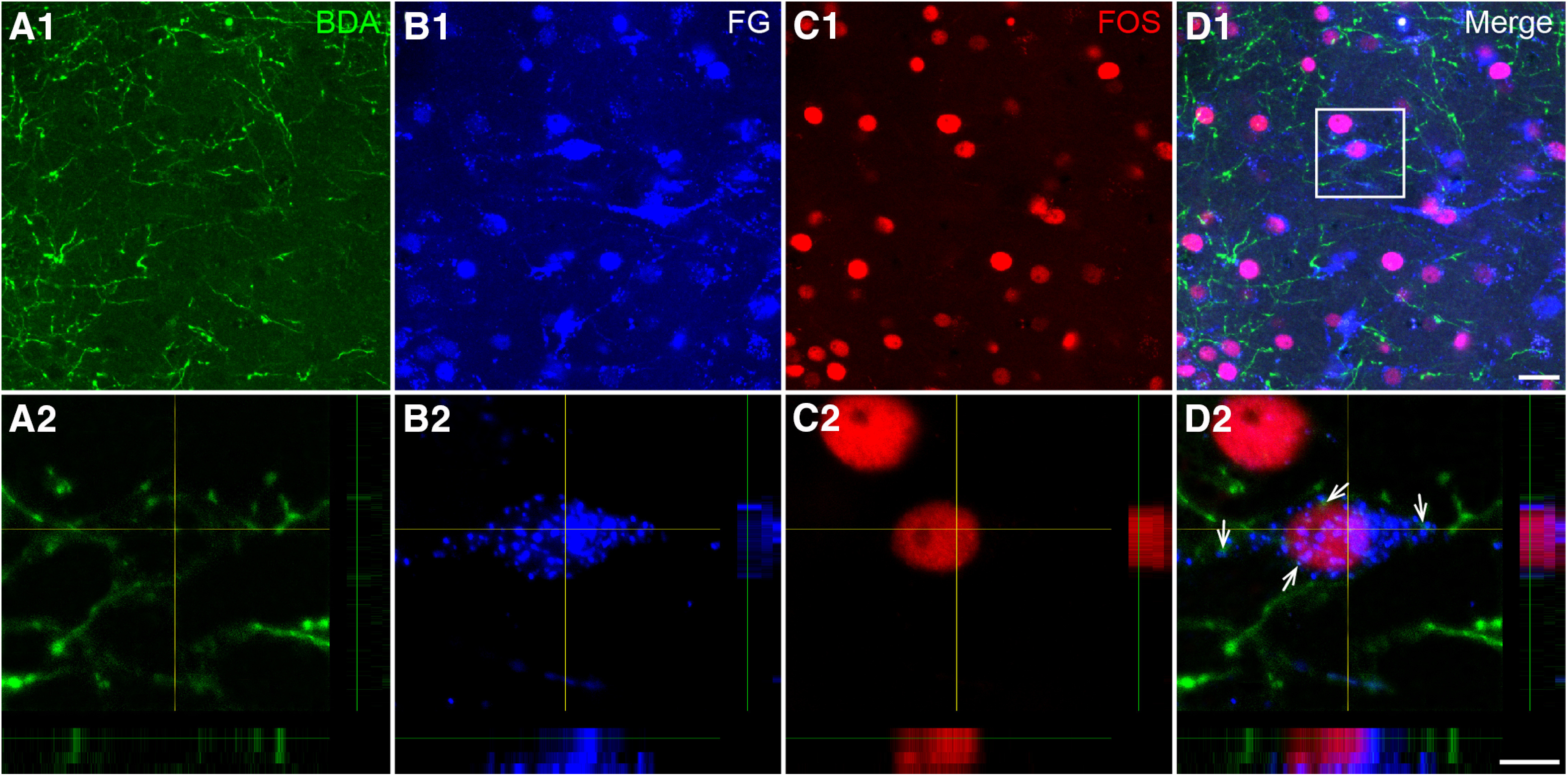 Figure 11.