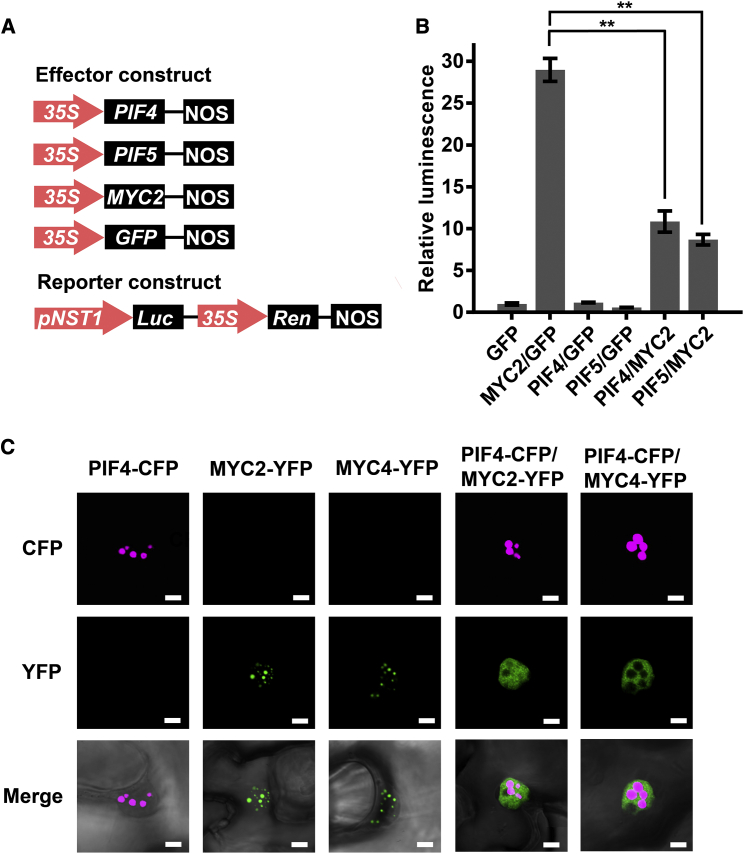 Figure 5