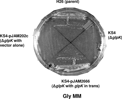 FIG. 2.