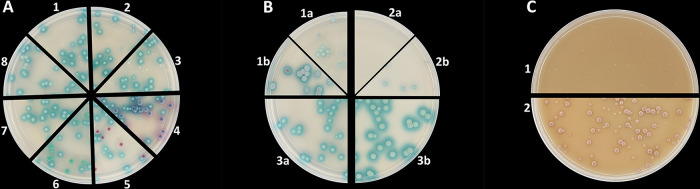 FIG 2