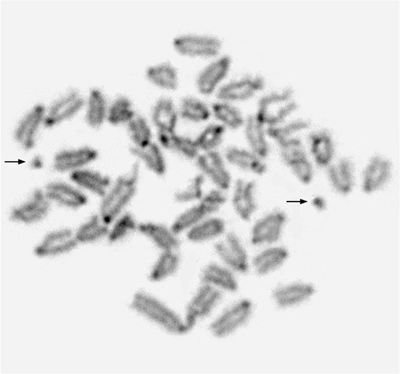 Figure 4.—