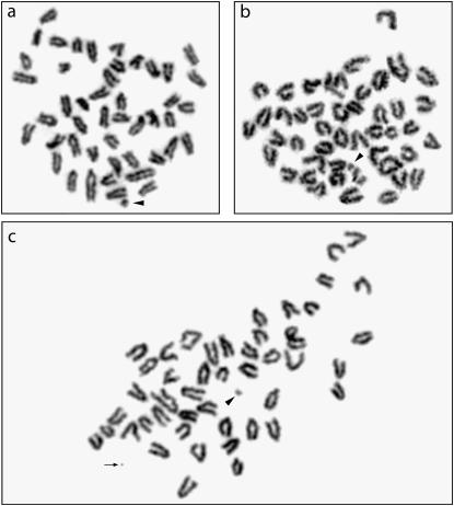 Figure 2.—