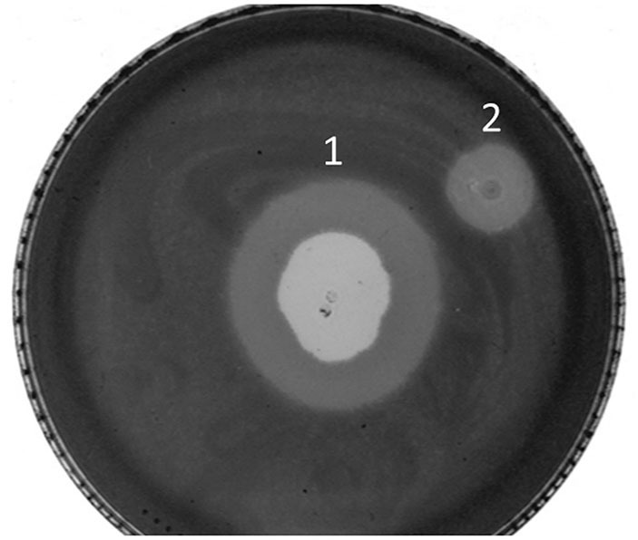 Figure 7