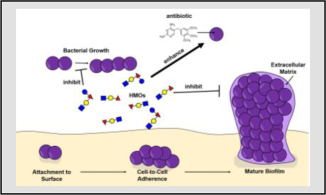 graphic file with name nihms-1784504-f0006.jpg