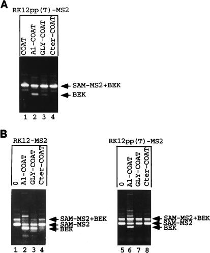 FIG. 8