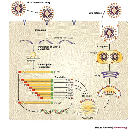 Box 1 | Life cycle of coronaviruses