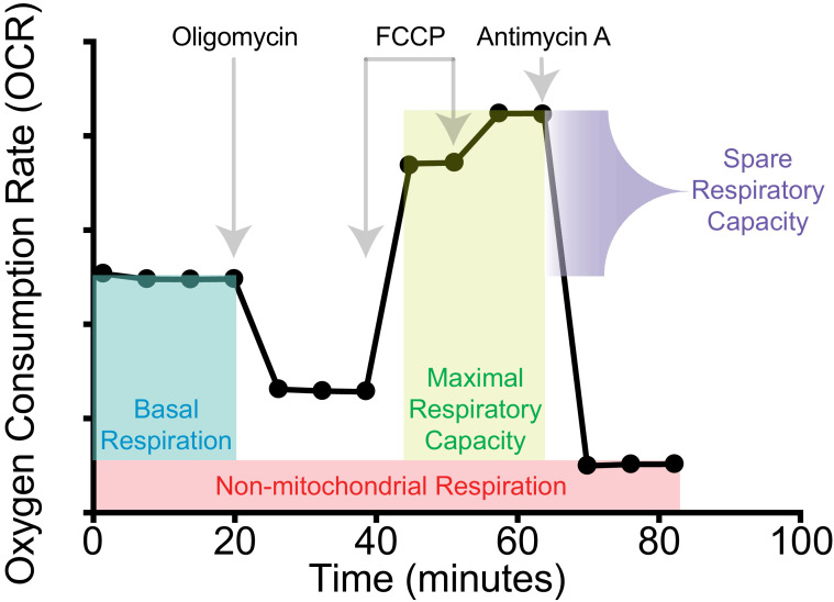 Figure 4—figure supplement 1.