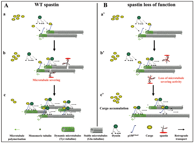 Fig. 7.