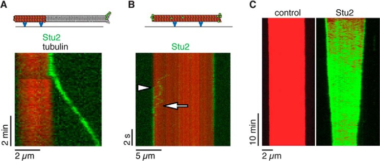 FIGURE 2.