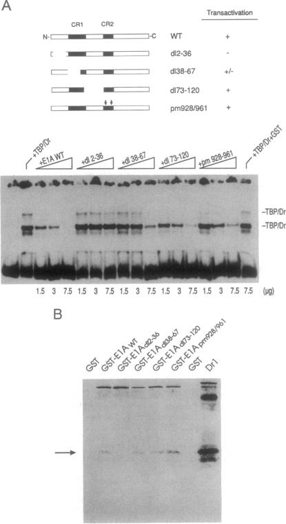 graphic file with name pnas01136-0039-a.jpg