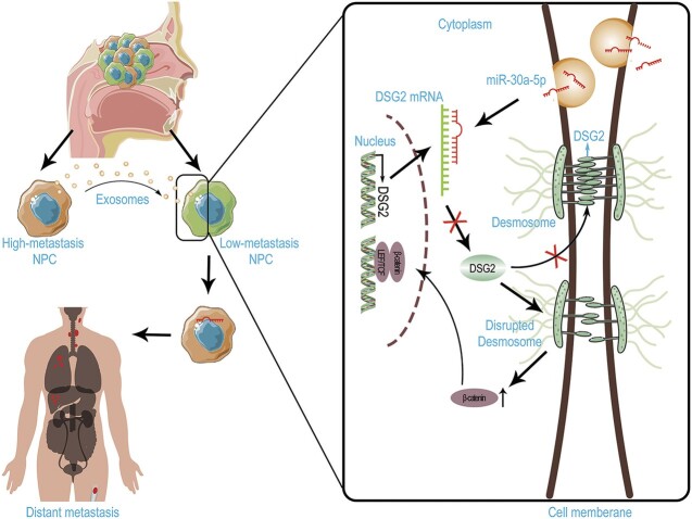 Graphical Abstract