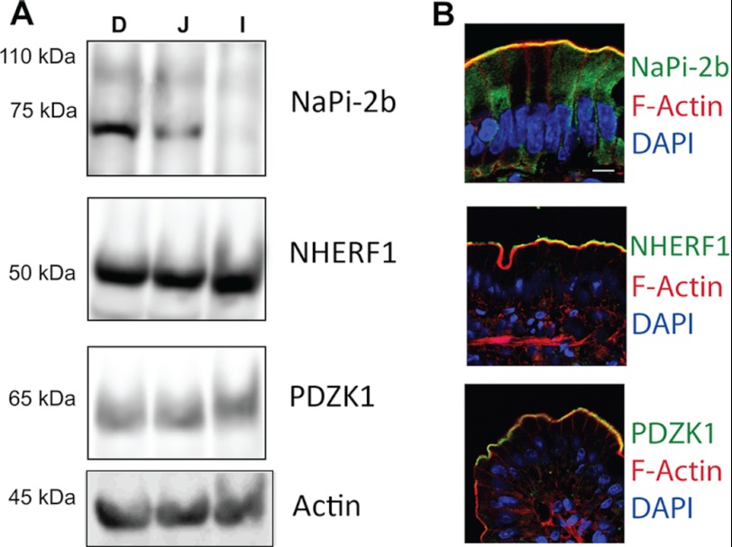 FIGURE 1.