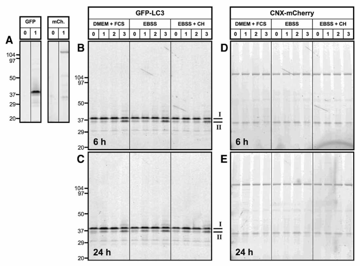 Fig. 5