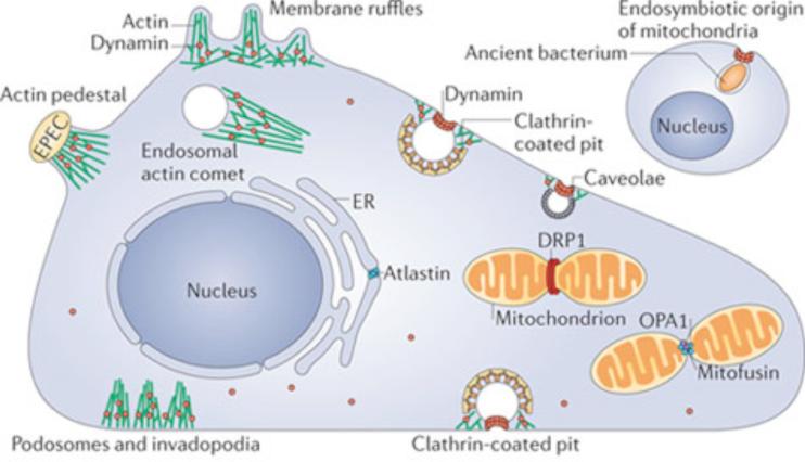 Dynamin, a membrane remodelling GTPase - PMC